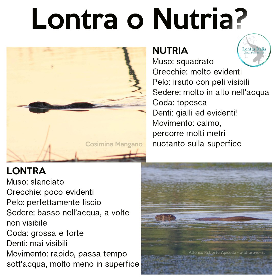 lontra o nutria copy