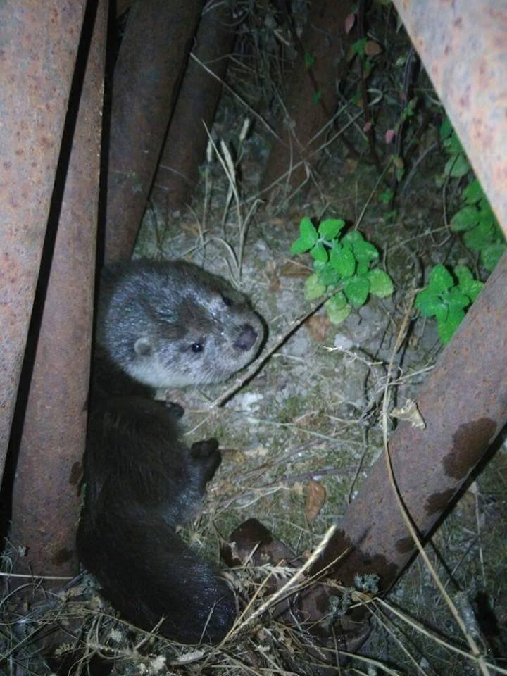 19225450_1755202994495516_9211135358287609431_n