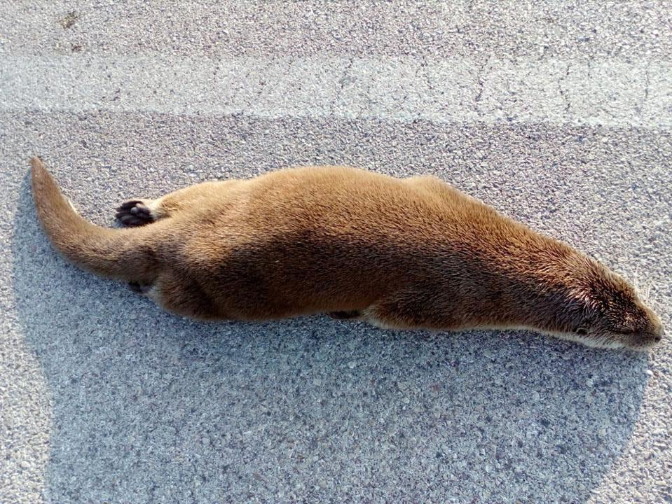 41393483_2348730218476121_8872169760742178816_n