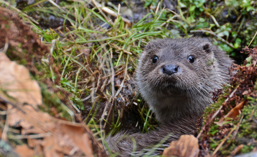 Screen Shot 2018-09-11 at 10.54.19